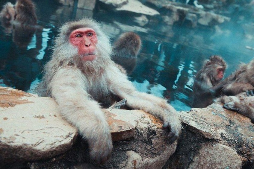 Private Snow Monkey Tour - Conveniently Resort Hop and Sightsee 1