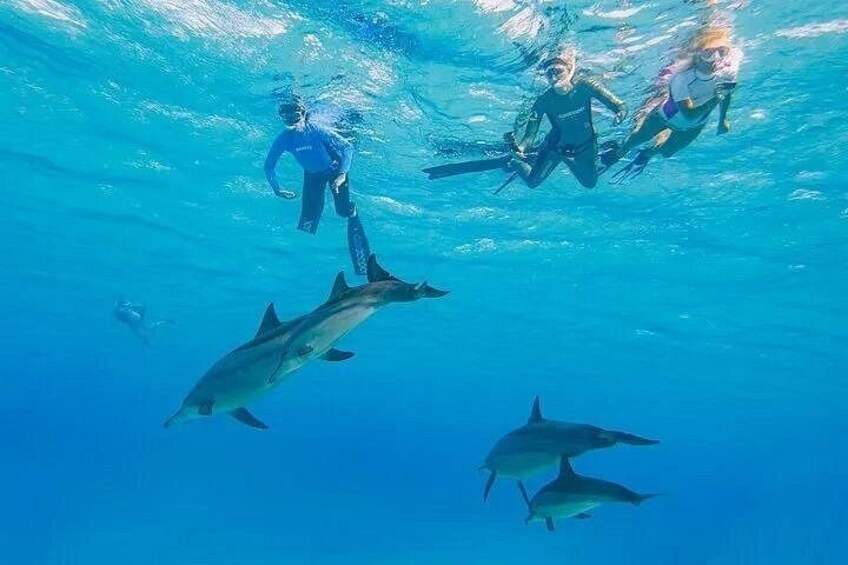 A diver swimming with dolphins in clear blue water. 2