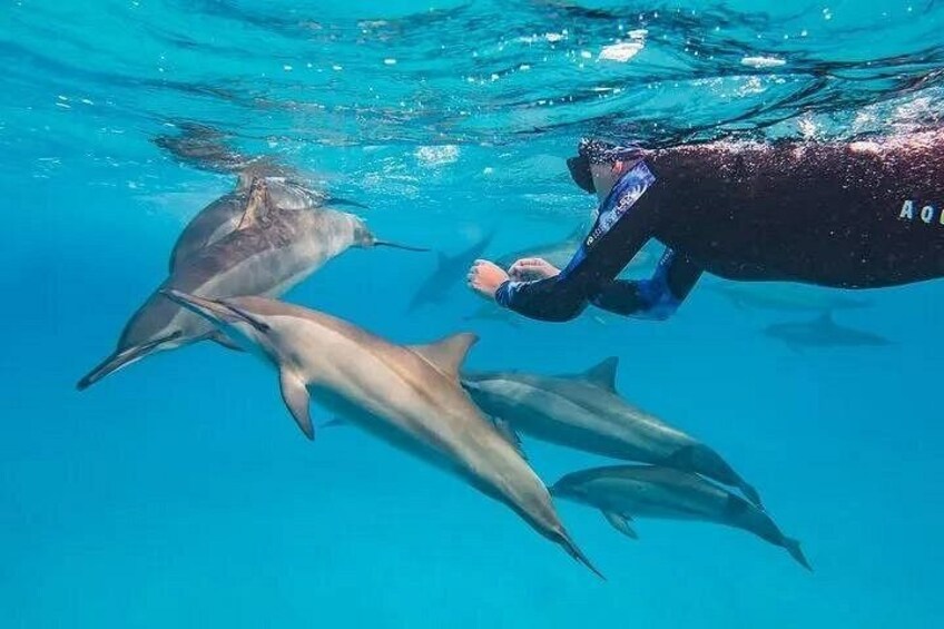 A person scuba diving with dolphins in clear blue water. 3