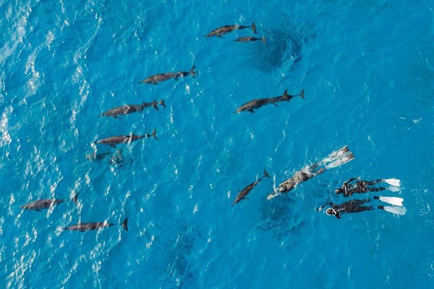 A group of dolphins swimming in the ocean with people on surfboards. 5