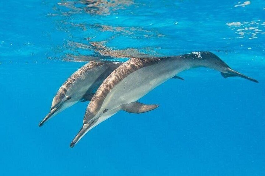 Two dolphins swimming in clear blue water. 4