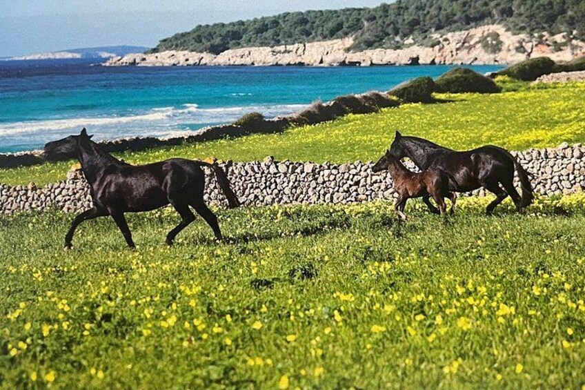 Horses Nature Park 4
