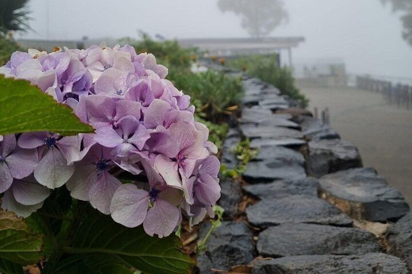 En gruppe lilla hortensia blomster langs en stentrappe. 5