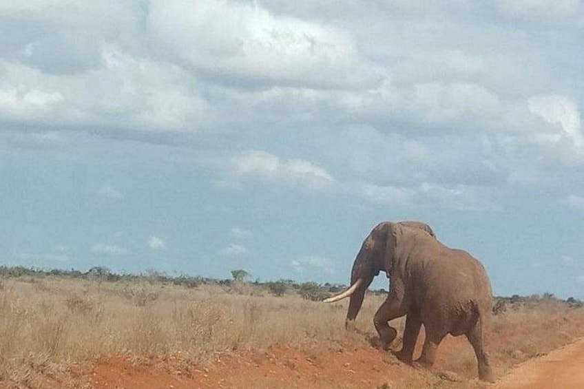 En elefant som promenerar på en grusväg i ett torrt, öppet landskap med gles vegetation och en molnig himmel. 2