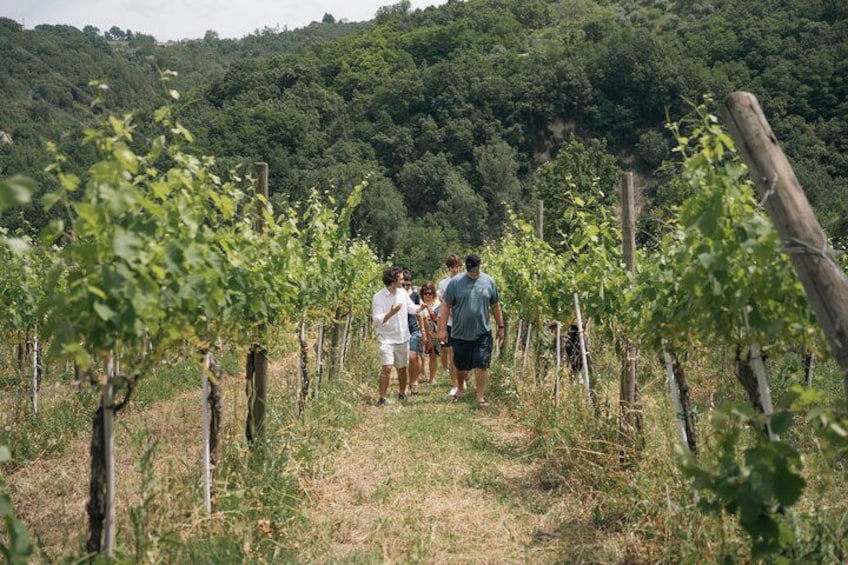 Un vignoble avec des rangées de vignes et un groupe de personnes qui s'y promènent. 2