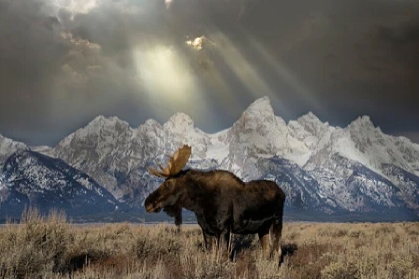 Grand Teton and National Elk Refuge Winter Wonderland Full Day Adventure