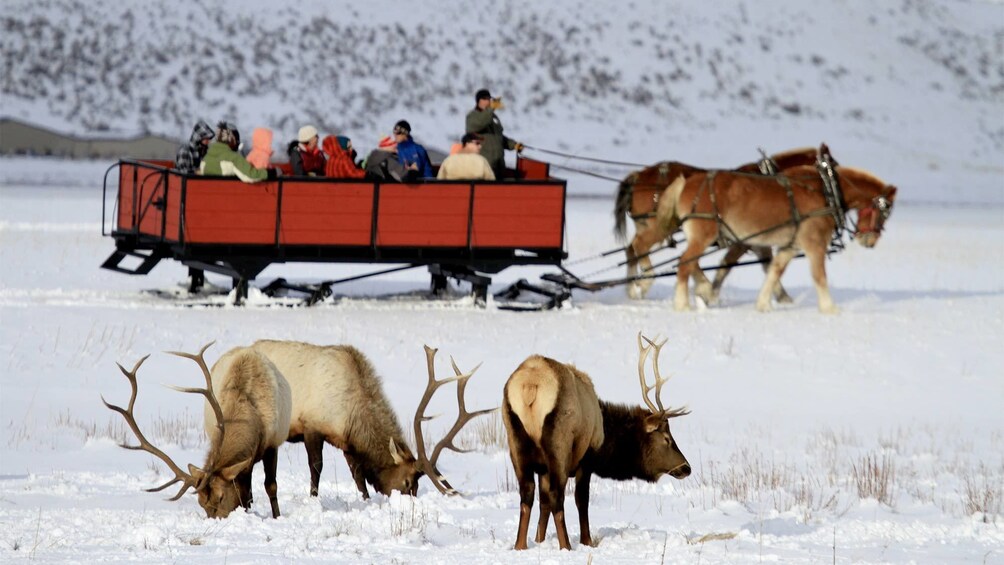 Group on the Grand Teton And National Elk Refuge Winter Day Trip