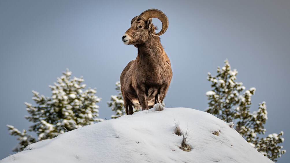 Grand Teton and National Elk Refuge Winter Wonderland Full Day Adventure