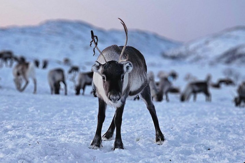 A reindeer with antlers in a snowy landscape with other reindeer in the background. 2