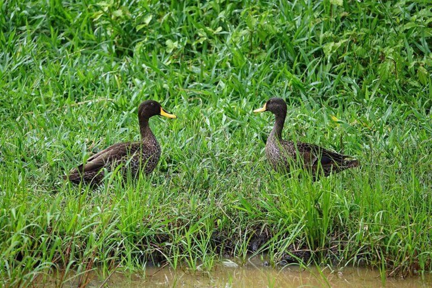 Two ducks walking in a grassy area near water. 2