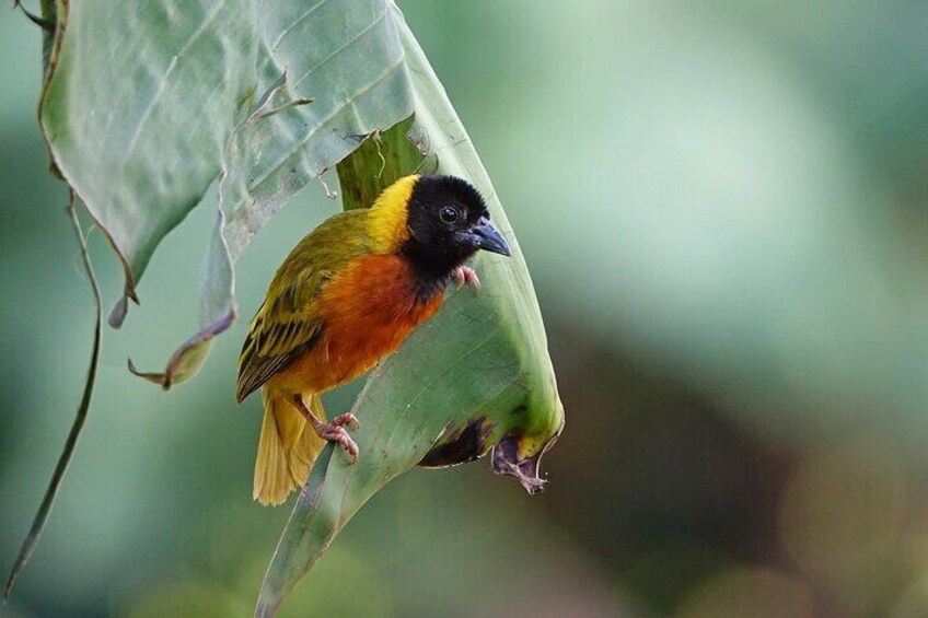 A bird perched on a leaf. 3