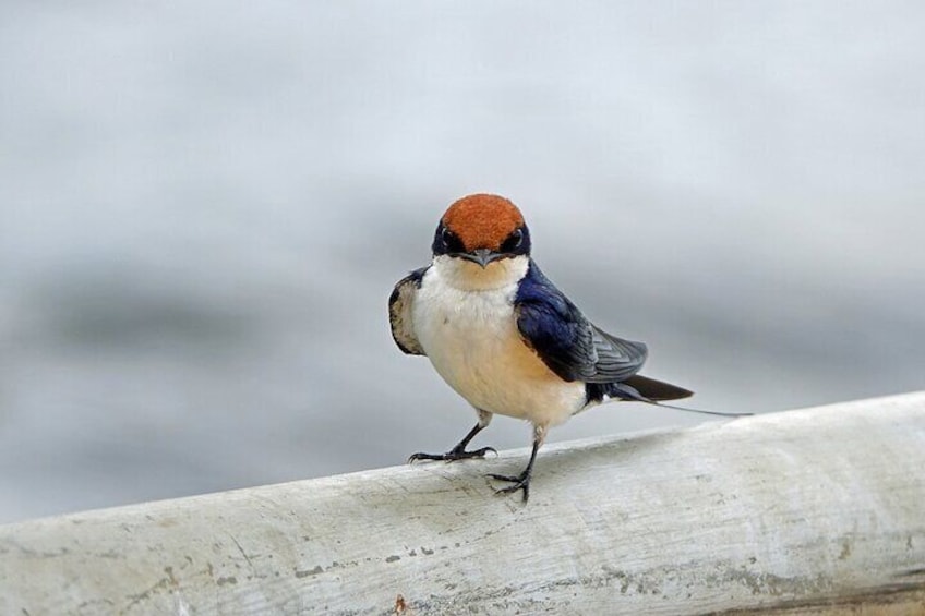A bird with a white chest, blue back, and orange head perched on a wooden surface. 4