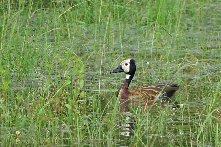 A duck swimming in a grassy wetland area. 5