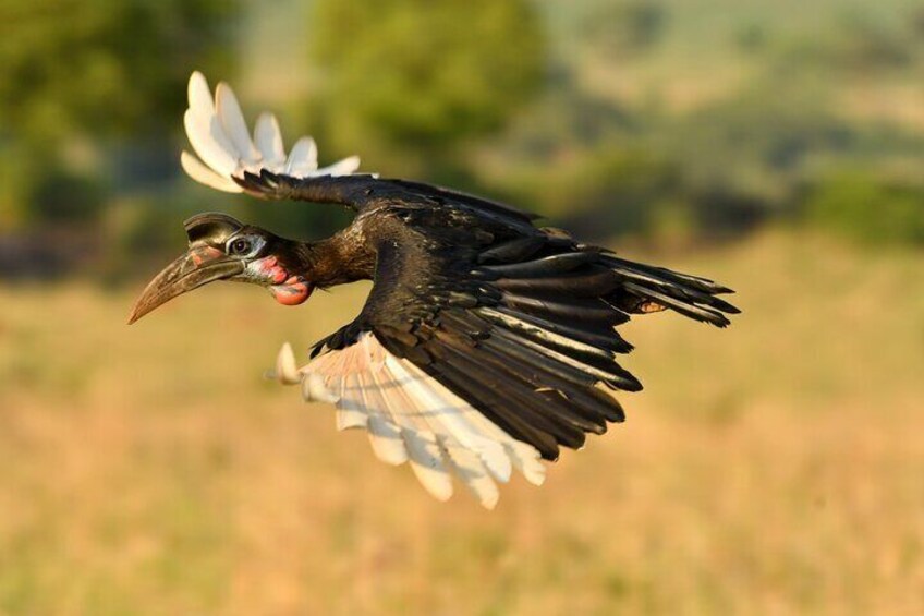 A large bird with a long beak and white-tipped wings flying in a grassy field. 1