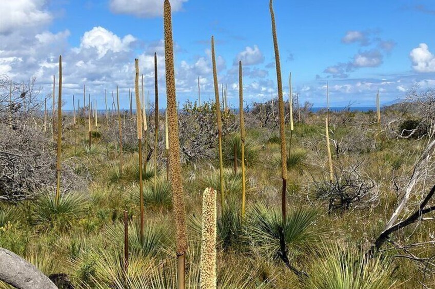 Grass trees 