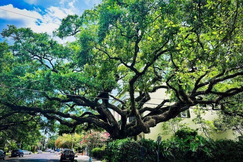 A large tree with sprawling branches, a street with cars, and a building in the background. 2
