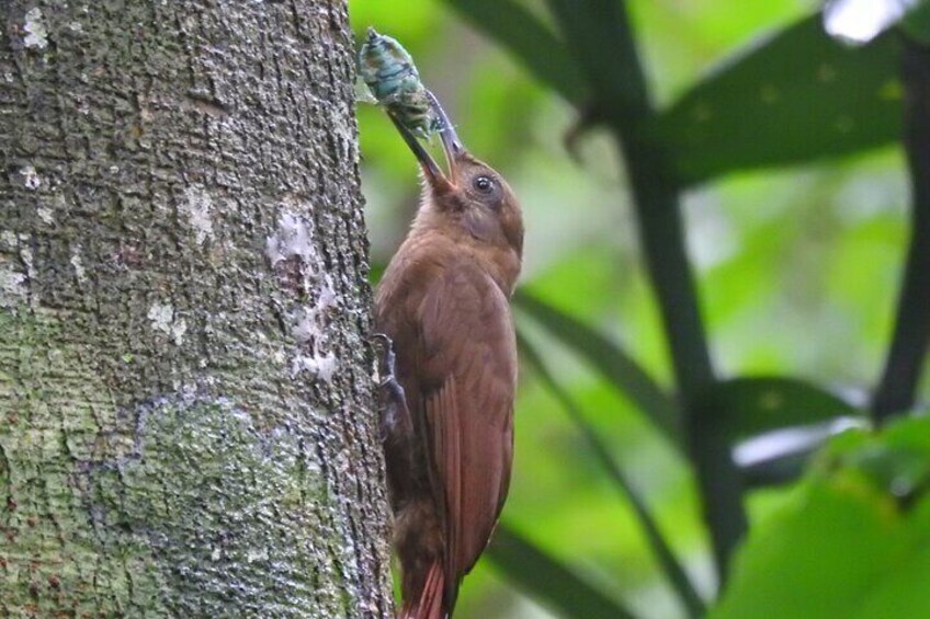 Plain-brown woodcreeper