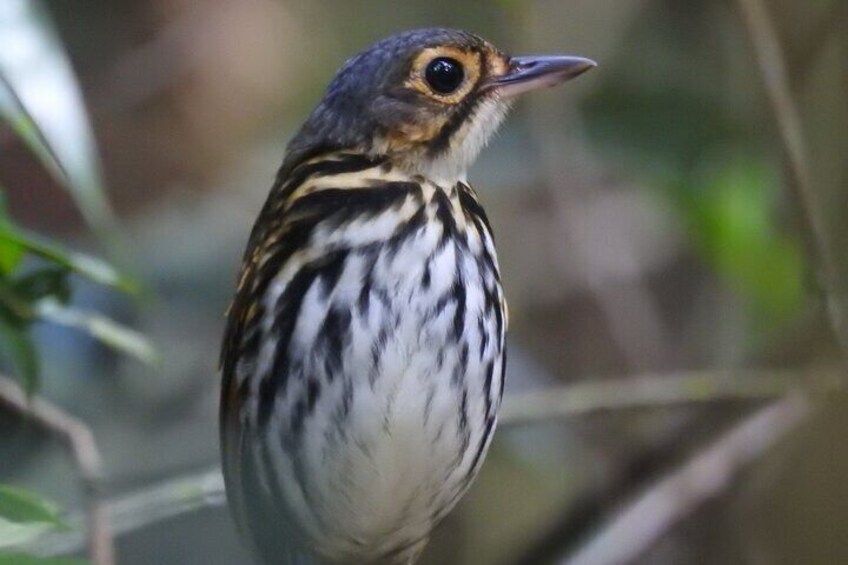 Streak-chested Antpitta