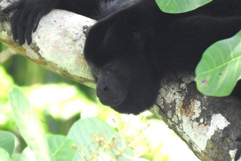 Mantled-howler Monkey