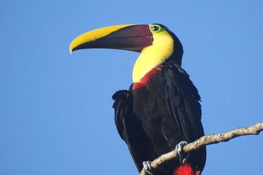 Yellow-throated Toucan