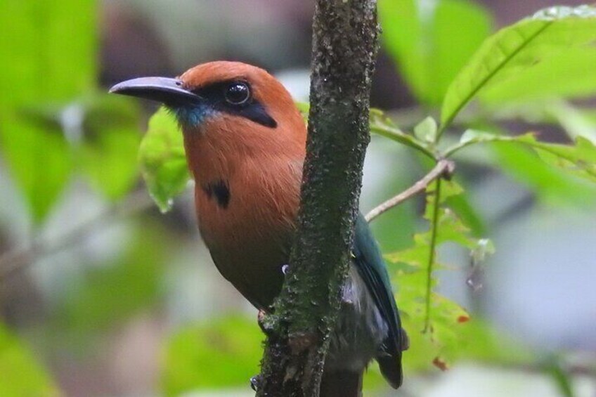 Broad-billed Motmot