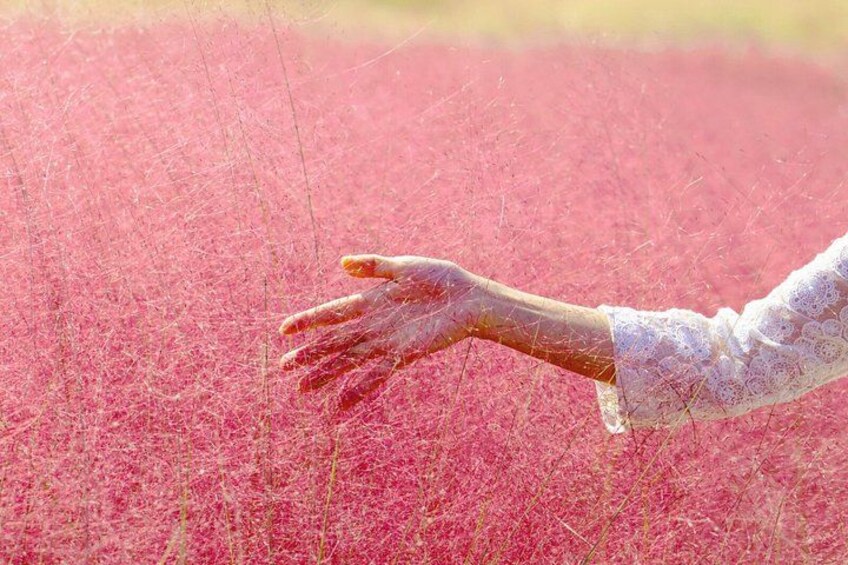 A hand reaching out towards a field of pink flowers. 4