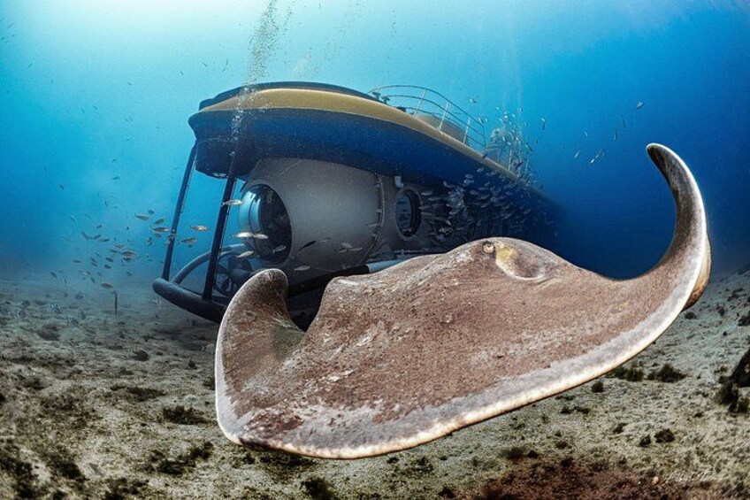 Stingray 2