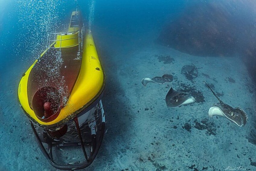 Marine Life 4