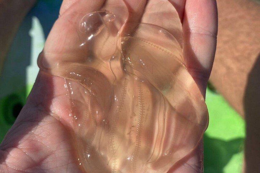 A hand holding a translucent, clear substance with visible internal structures. 2