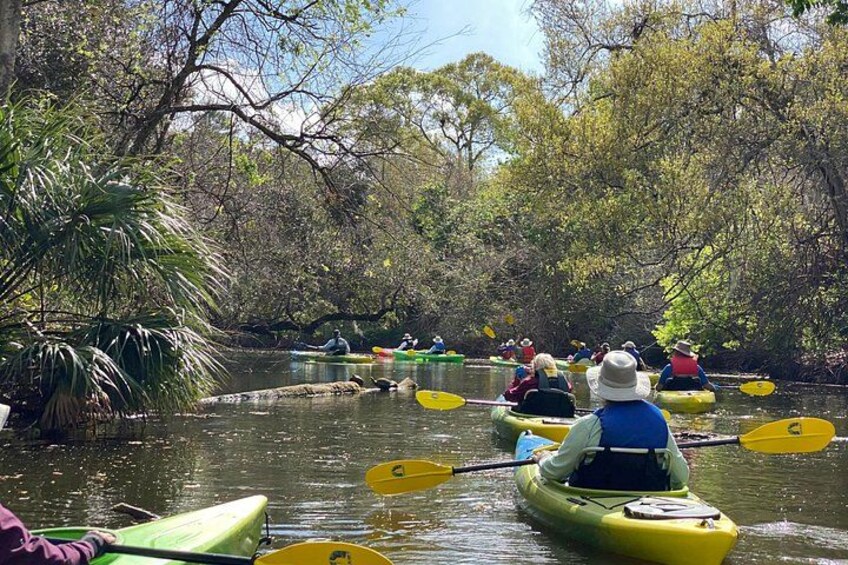 People kayaking on a river surrounded by dense trees. 1