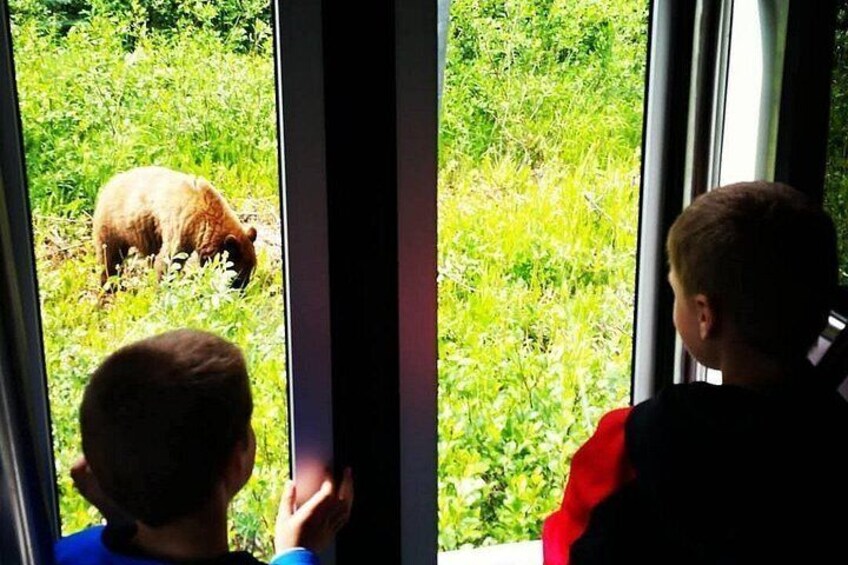 chances to see bears & other wildlife 3