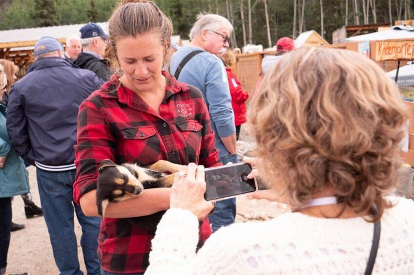 Meet future canine athletes - Alaskan husky puppies - at Wild Adventure Yukon 2