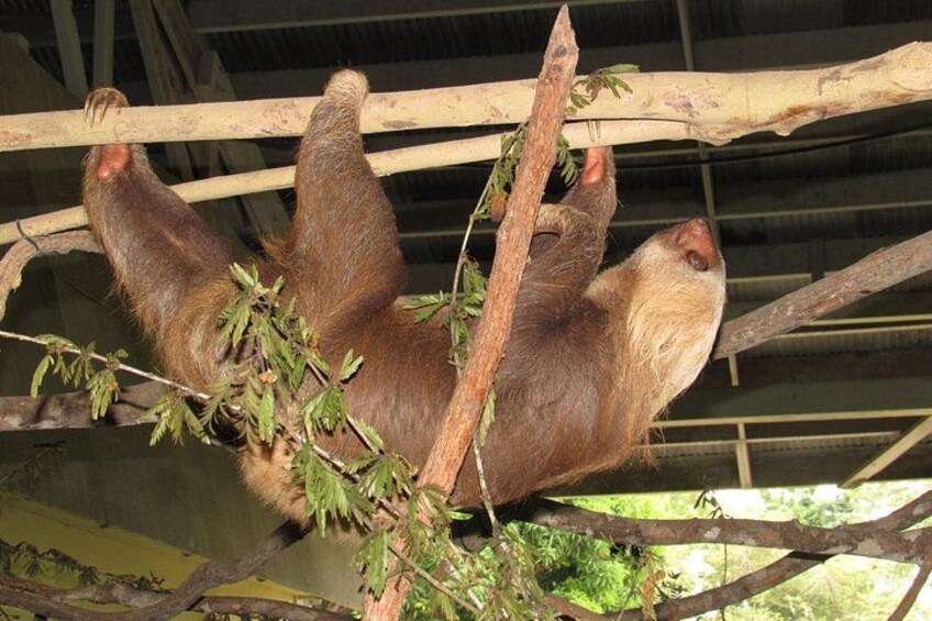 En dovendyr hænger i et træ i en zoologisk have. 3