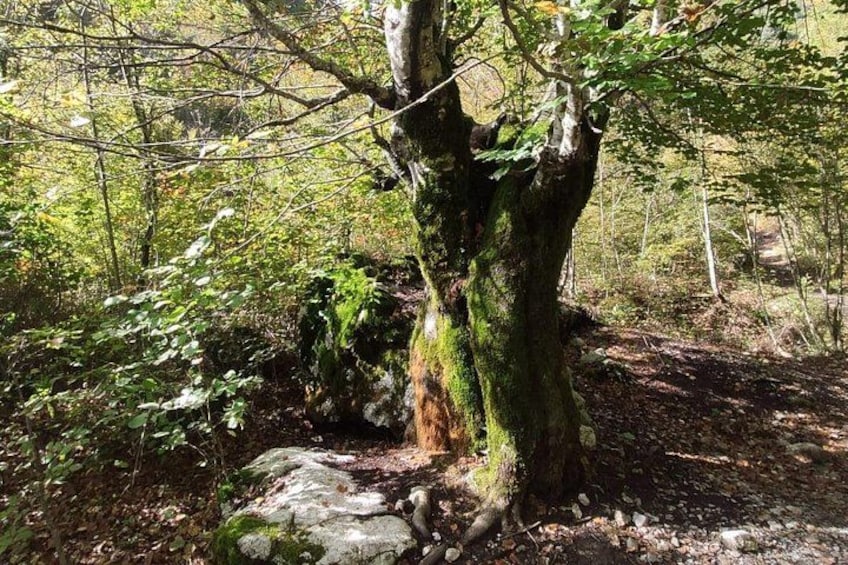 Albanian Alps and Theth Village Day Tour from Tirana 4