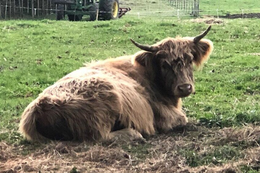 Wool Sheep Farm Experience with Handmade Wool Hat in New Zealand 