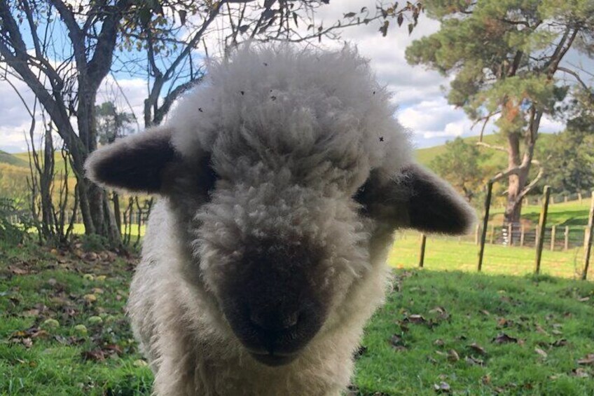 Wool Sheep Farm Experience with Handmade Wool Hat in New Zealand 