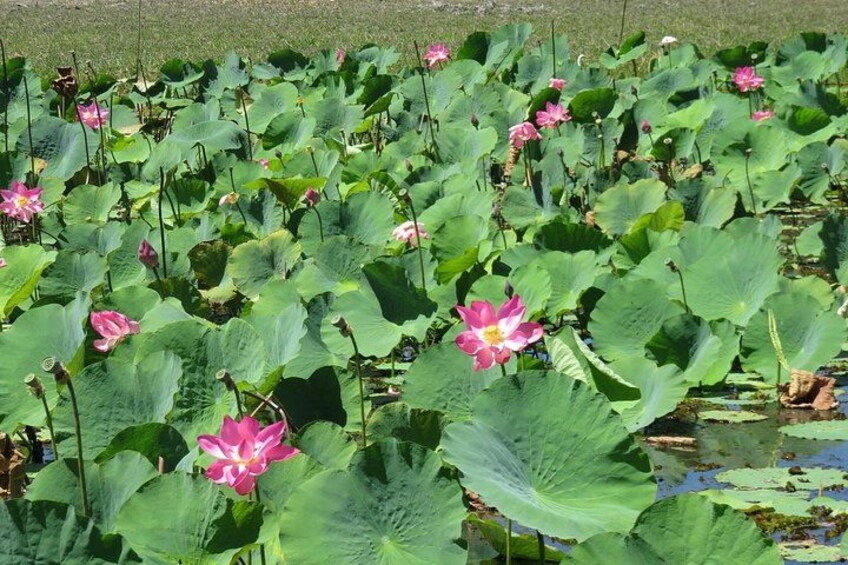Darwin to Kakadu Day Trip by Air Including Yellow Water Cruise 2