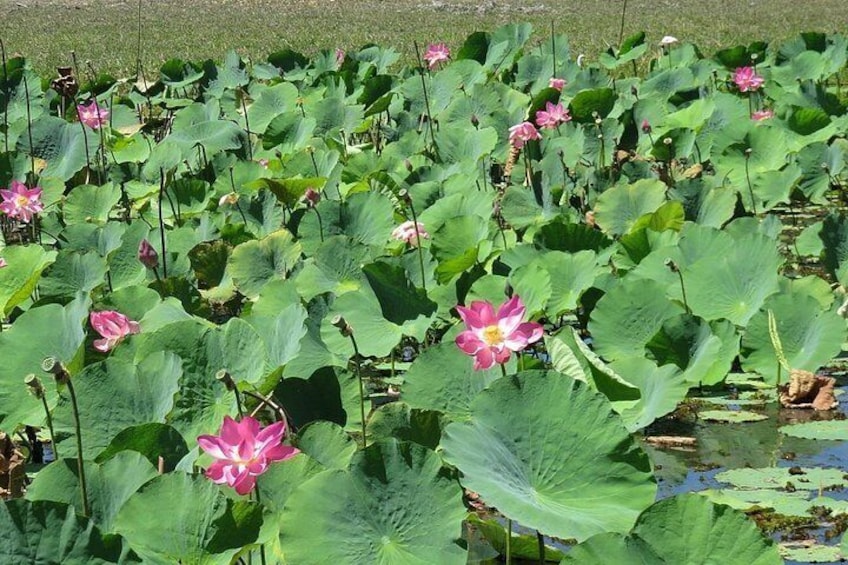 Darwin to Kakadu Day Trip by Air Including Yellow Water Cruise 2