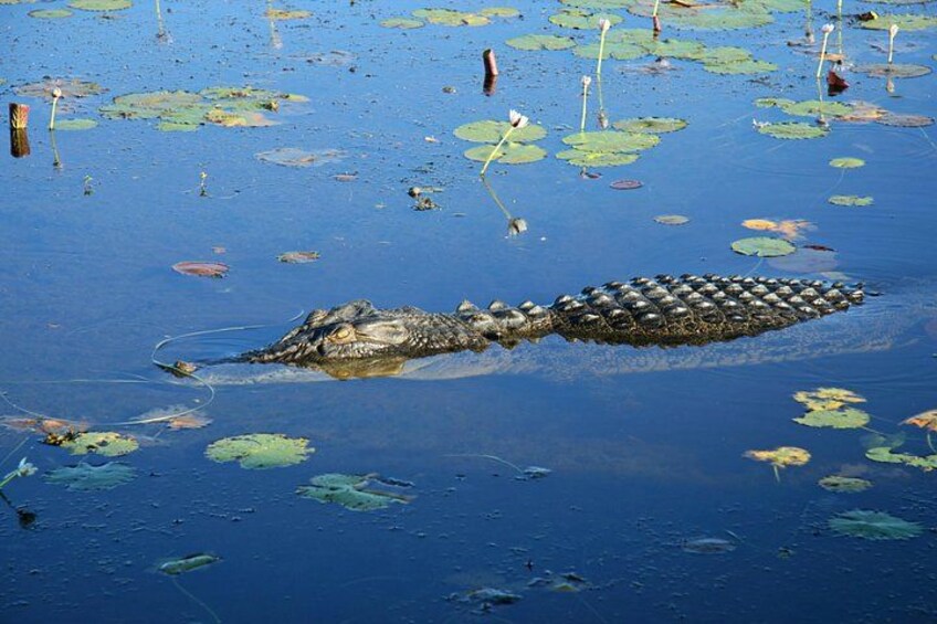 Darwin to Kakadu Day Trip by Air Including Yellow Water Cruise 2