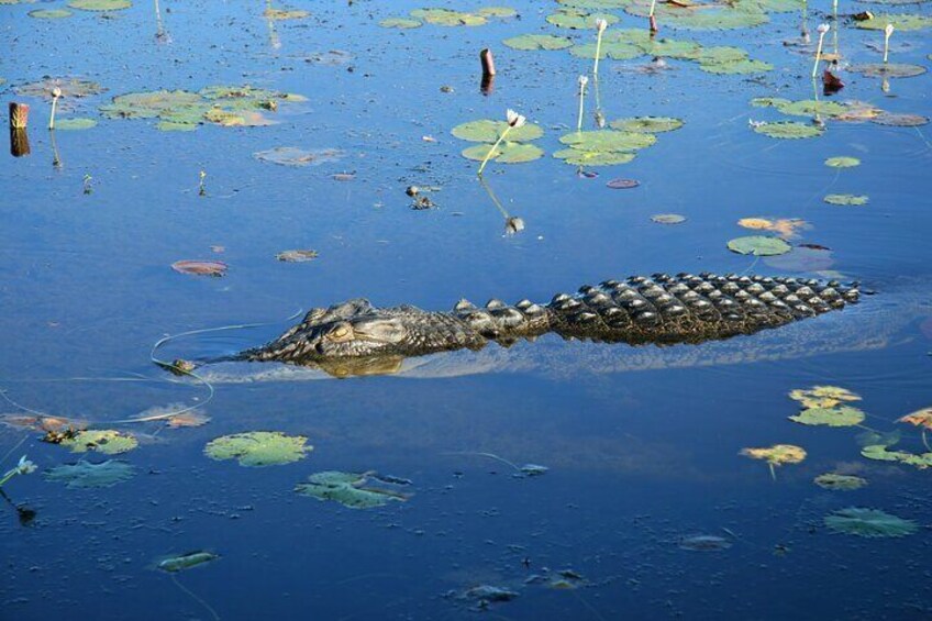 A crocodile swimming in a pond with lily pads and reeds. 2