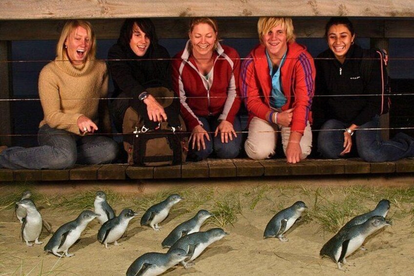 Melbourne City Highlights & Phillip Island Penguin Parade Tour 2