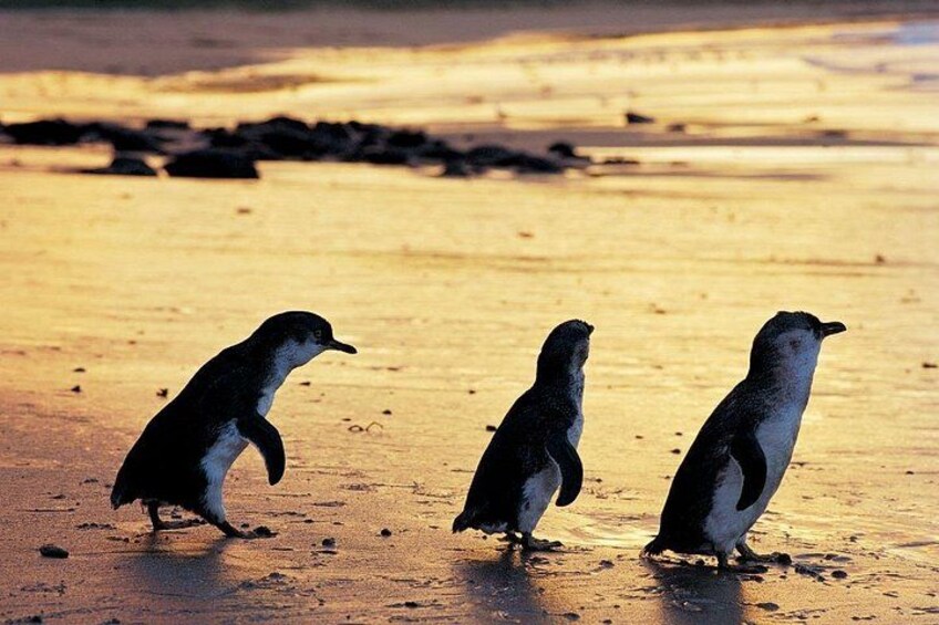 Melbourne City Highlights & Phillip Island Penguin Parade Tour 4