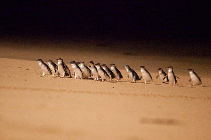 Melbourne City Highlights & Phillip Island Penguin Parade Tour 3