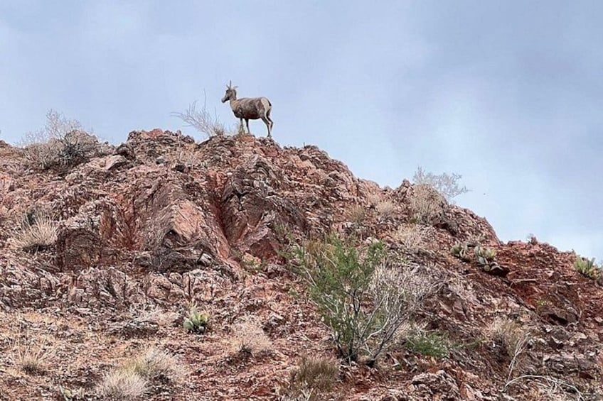 A mountain goat standing on a rocky outcrop. 4