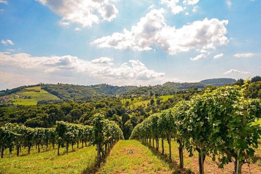Private Experience of Wine Tasting Hua Hin in Monsoon Valley 5