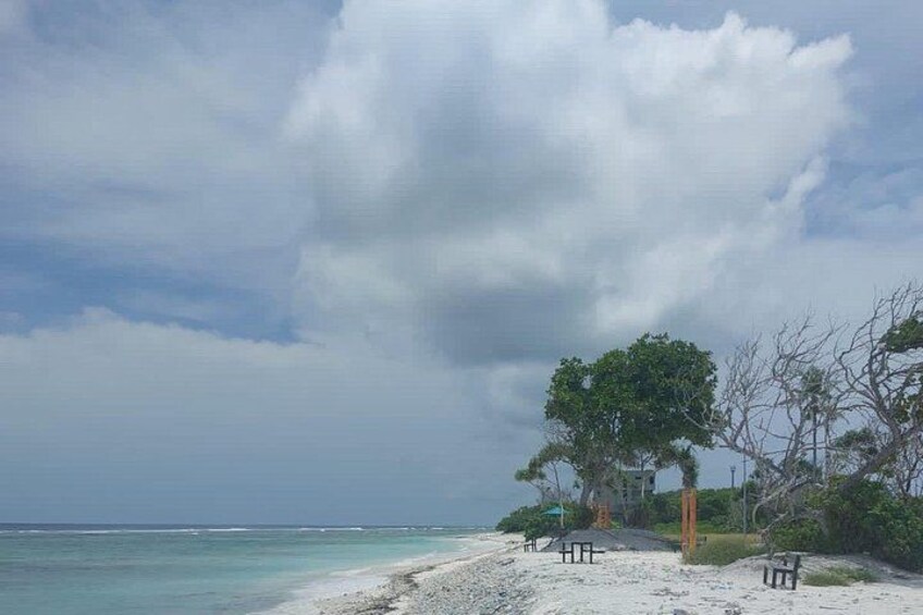 A beach with a tree, a bench, and a lamppost. 5