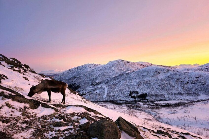 A snow-covered landscape with a deer grazing on the side of a mountain during sunset. 5