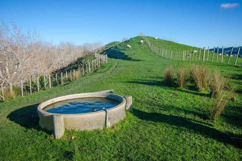 Duder Regional Park Half-Day Walking Tour 3