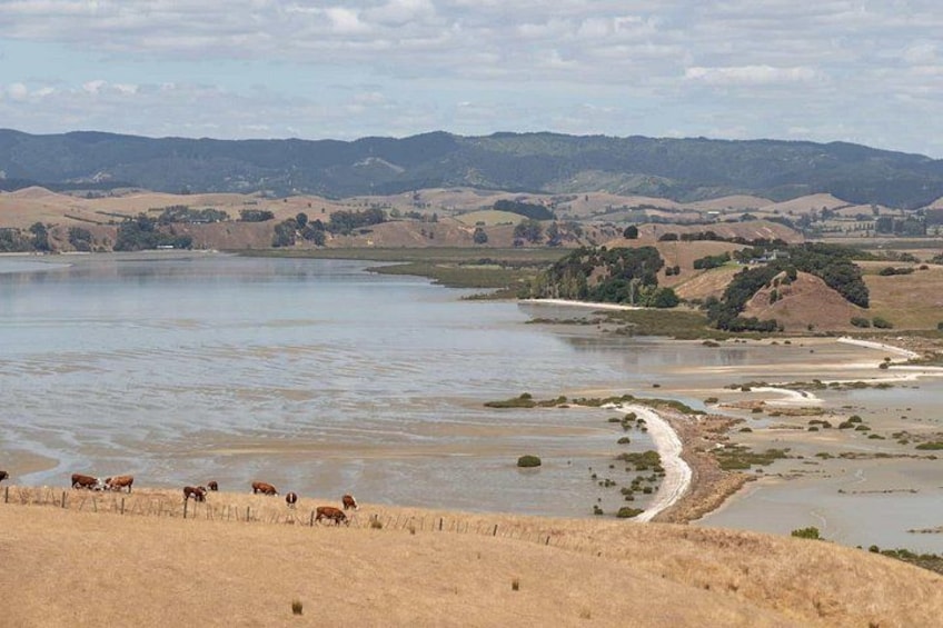 Duder Regional Park Half-Day Walking Tour 4