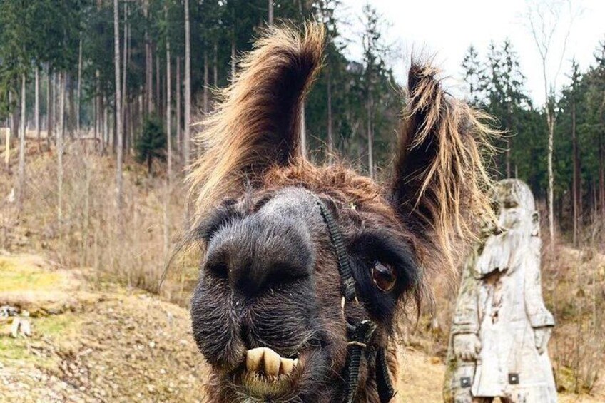 Llama hike through the wonderful Liechtenstein mountains 3